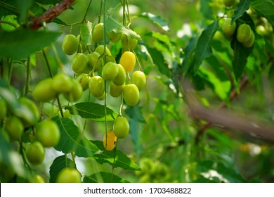Neem Fruit On Tree With Leaf