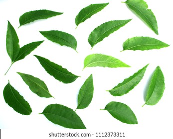 Neem Green Leaf On White Background