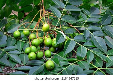 Neem Green Leaves And Fruits. Neem Seeds With Leaf. Neem Tree Medicinal Herbs Plant. Neem Known As Margosa. Ayurvedic Medicinal Plant.