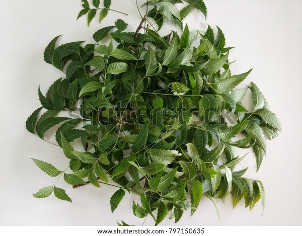 1000 Gambar Daun Neem Paling Keren 1000 Gambar Daun Neem Paling Keren