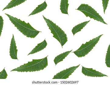 Neem Leaf With White Background