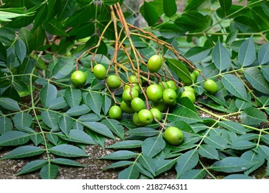 Neem Leaves And Fruits. Neem Seeds With Leaf. Neem Tree Medicinal Herbs Plant. Neem Known As Margosa. Ayurvedic Medicinal Plant.