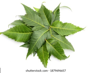 Neem Leaves Isolated On White Background