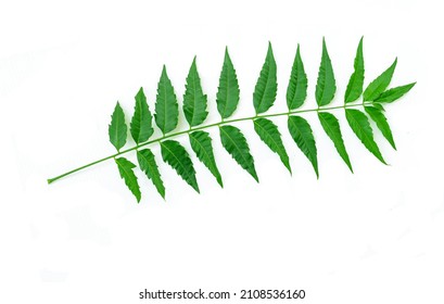 Neem Leaves On White Background Medicinal Stock Photo (Edit Now) 2108536160