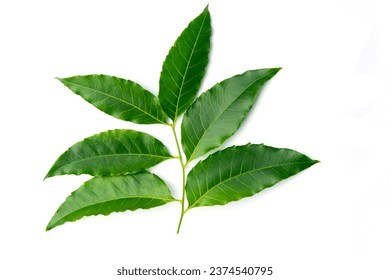 Neem leaves on white background. Medicinal neem leaf.herb.green leef. - Powered by Shutterstock