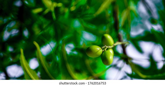 Neem Plant With Leaves And Seeds