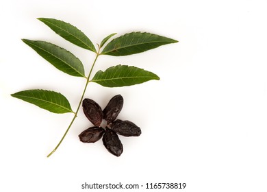 Neem Purple Leaves And Seeds Have Property Medicine On White Background.