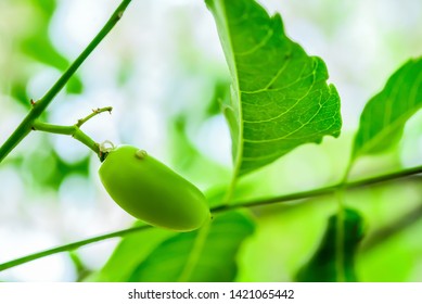 Neem Seeds That Are Growing Only One Seed, All Other Seeds Have Fallen Out.