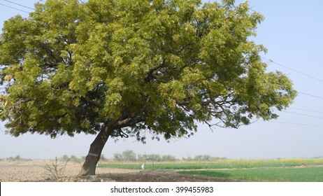 Neem Tree Images Stock Photos Vectors Shutterstock