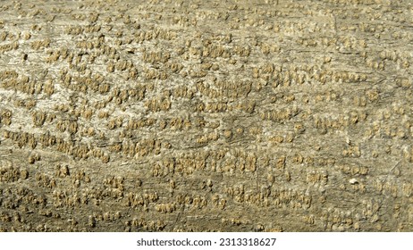 Neem tree bark pattern background, brown, rough, tree bark, texture