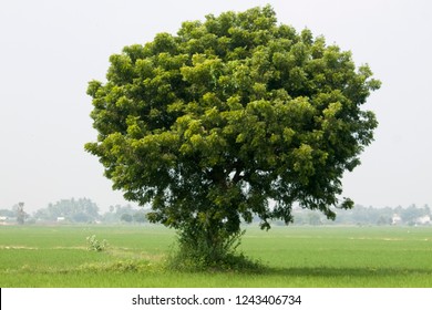 neem tree essay in tamil