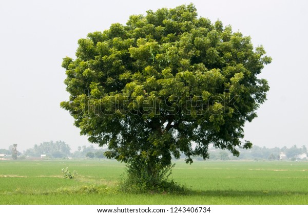 Neem Tree Green Paddy Field Tamil Stock Photo Edit Now 1243406734