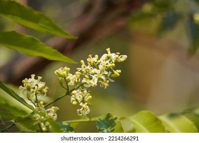 Neem Tree Or Indian Lilac,Azadirachta Indica