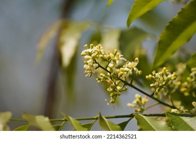 Neem Tree Or Indian Lilac,Azadirachta Indica