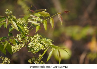 Neem Tree Or Indian Lilac,Azadirachta Indica