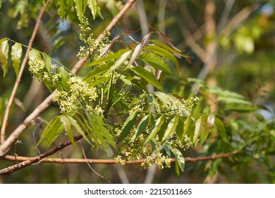 Neem Tree Or Indian Lilac,Azadirachta Indica