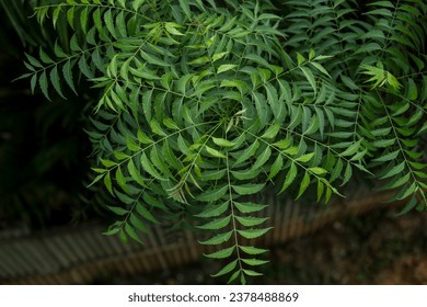 Neem tree leaves close up  Natural Medicine - Azadirachta indica - Powered by Shutterstock