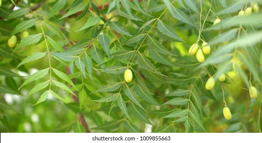 Neem Tree- Natural Medicine And Fruit Growing