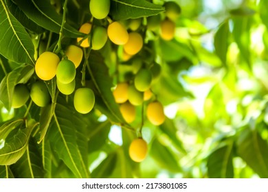 Neem Tree- Natural Medicine And Fruit Growing