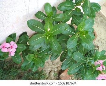 Neem, Tulsi And Sadabahar Flower