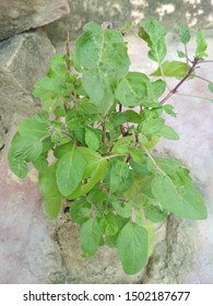 Neem, Tulsi And Sadabahar Flower