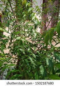 Neem, Tulsi And Sadabahar Flower