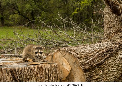 Deforestation Animals High Res Stock Images Shutterstock