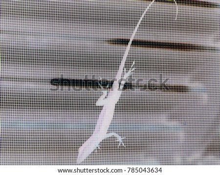 Negative image of a semi-transparent lizard clinging to a window screen