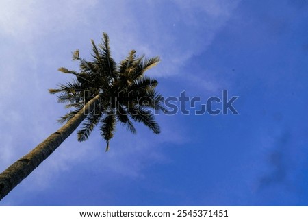 Negative space, low angle, coconut tree with blue sky background.