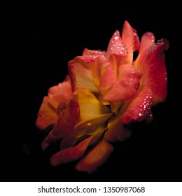 negative space and macro composition of peach colored roses