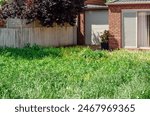 A neglected backyard garden with an overgrown tall grass lawn full of weeds against a residential suburban brick house.	