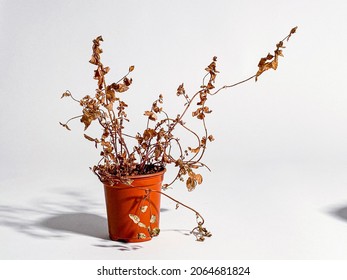 Neglected Dried And Dead Plant In Blue And Red Plastic Pot