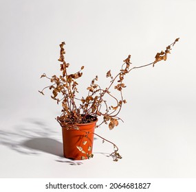 Neglected Dried And Dead Plant In Blue And Red Plastic Pot