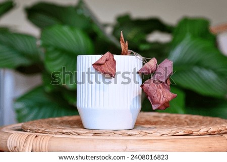Neglected dying Alocasia house plant with hanging dry leaves in white flower pot on table in living room