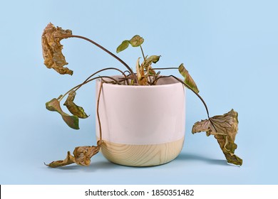 Neglected dying house plant with hanging dry leaves in white flower pot on blue background - Shutterstock ID 1850351482