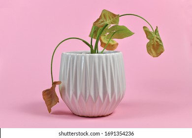 Neglected Dying House Plant In White Flower Pot On Pink Background