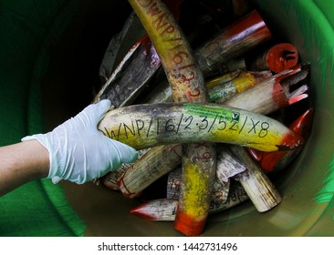 Negri Sembilan, Malaysia - 30 April 2019 : Seized Ivory Tusk Are Displayed Before Being Destroyed. Malaysia Government Has Destroyed That's As Part Of Its Fight Against The Illegal Ivory Trade.