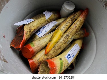 Negri Sembilan, Malaysia - 30 April 2019 : Seized Ivory Tusk Are Displayed Before Being Destroyed. Malaysia Government Has Destroyed That's As Part Of Its Fight Against The Illegal Ivory Trade.