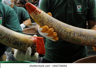 Negri Sembilan, Malaysia - 30 April 2019 : Staff at a government-run waste management facility outside Seremban, Malaysia arrange seized ivory tusks before destroying.