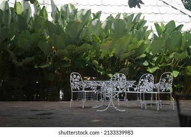 Negros Oriental, Negros Oriental; November 30, 2021: Outdoor lounge chairs beside a wall of tall Birds of Paradise plants, inside the grounds of the Henry Hotel In Dumaguete City.