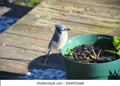 Neighborhood Friendly Canadian Blue Jay, Braving The Cold Winds, Montreal, Canada