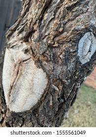 A Neighborhood Oak Tree That Has Healed From Pruning.