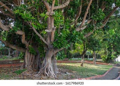 Neighborhood Park In The San Antonio Neighborhood, Puerto De La Cruz, Tenerife, Canary Islands