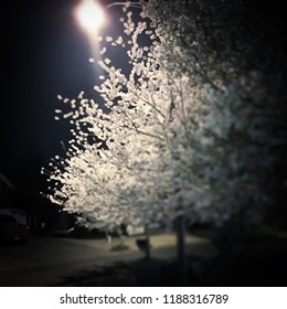 Neighborhood Street Light Illuminating In The Night Sky Shining On The Bright White Shimmering Pearl Dogwood Tree.