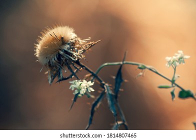 neighborhood of a thorn and a small white flower in nature on a brown blurred background