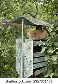 A neighbor's cat named Ryzhik sat on an abandoned mailbox and is waiting for the hostess to call him for dinner. Ryzhik sits there every day, before dinner time