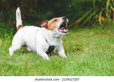 Neighbour's dog howling, whining and barking loudly making annoying noise at backyard - Shutterstock ID 2134527207