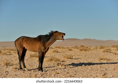 neighing desert horse, Namibian wild horse or Namib Desert horse (Equus ferus) near waterhole Garub, near Aus, Karas Region, Namibia