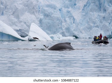 Neko Harbour, Antarctica - December 25, 2016: A Tour Group In A Zodiac Or Inflatable Boat Watch As A Whale (Megaptera Novaeangliae) Dive And Disturbs Antarctic Gulls