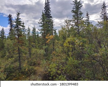 Nelchina Alaska Forest Black Spruce Trees 